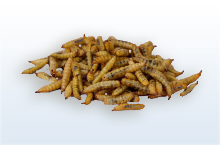 Dry insects as supplementary food